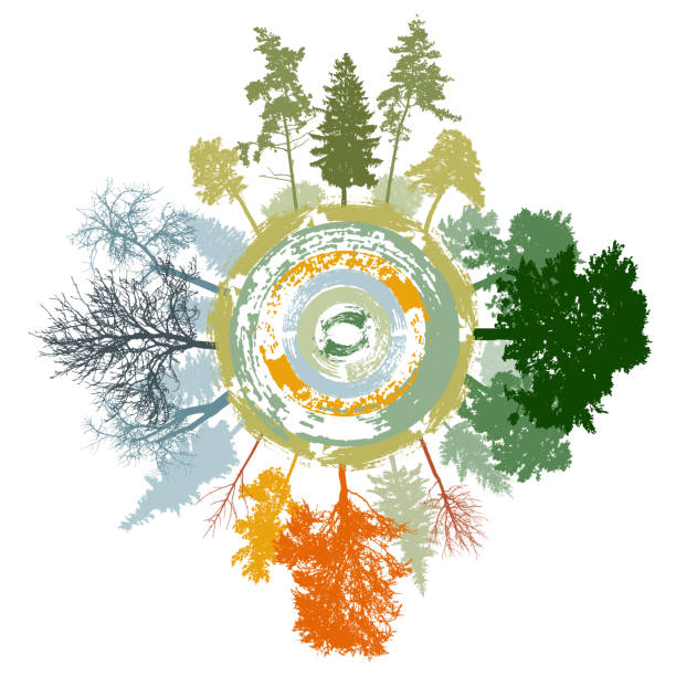 vier jahreszeiten der natur. frühling und sommer und herbst und winter wald, bunte silhouette von bäumen rund um grunge kreis. vektor-illustration - nature tree spring concepts stock-grafiken, -clipart, -cartoons und -symbole