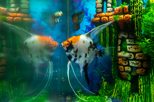 Scalar fish in a home aquarium, angelfish close-up