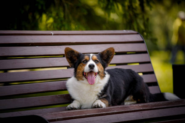 istock Welsh corgi dog with flowers 1392481026