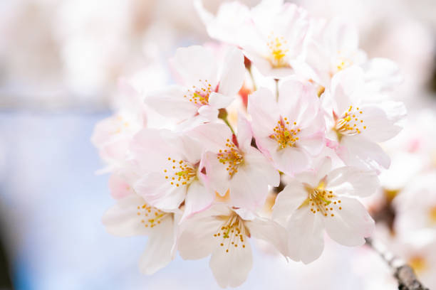 istock Cherry blossoms in full bloom in Japan 1392481033