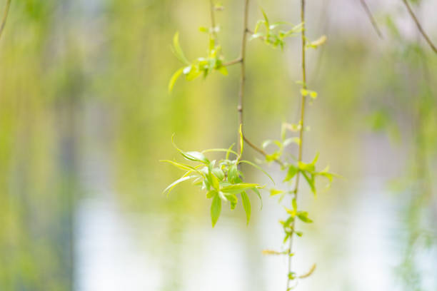 Leaves of weeping willow