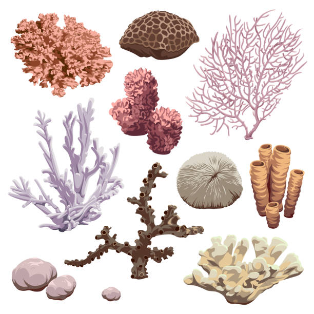 ilustraciones, imágenes clip art, dibujos animados e iconos de stock de conjunto de iconos de arrecife. corales y esponjas. vector fauna submarina del océano. - esponja de mar