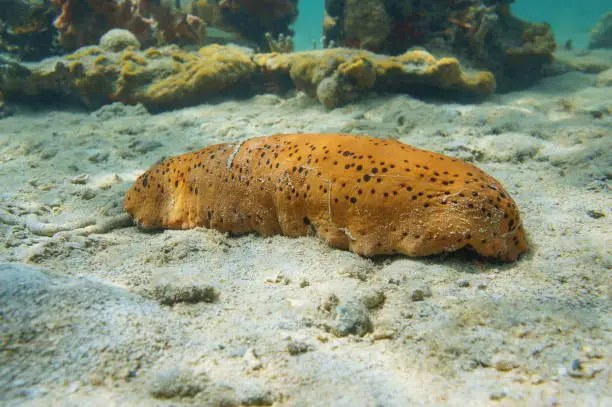 Sea cucumber underwater on the seabed, Isostichopus badionotus, also known as the chocolate chip cucumber or cookie dough sea cucumber, Caribbean sea