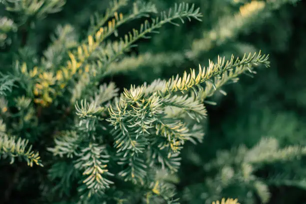 Photo of Yew berry, evergreen plant. Thin, short grayish-green needles. Background partially blurred image of Taxus baccata