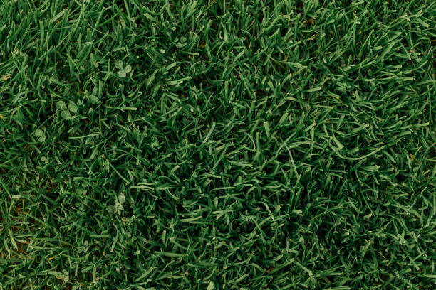 Background image of lush, long and colored in several kinds of dark green cool shades of grass. top view. copy space stock photo
