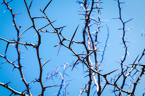 Thorny acacia branches with thorns on blue sky background