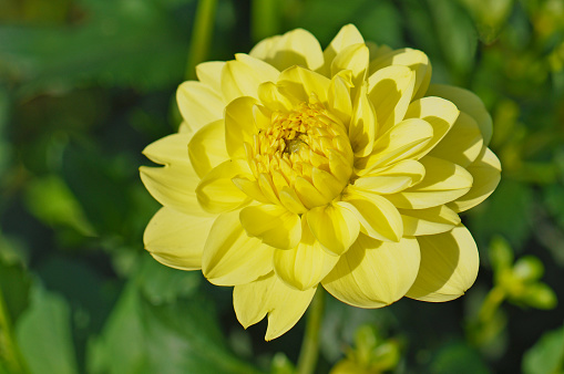 A spectacular marigold calendula flower.