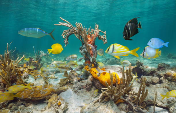 sea life in the caribbean sea underwater - bocas del toro imagens e fotografias de stock