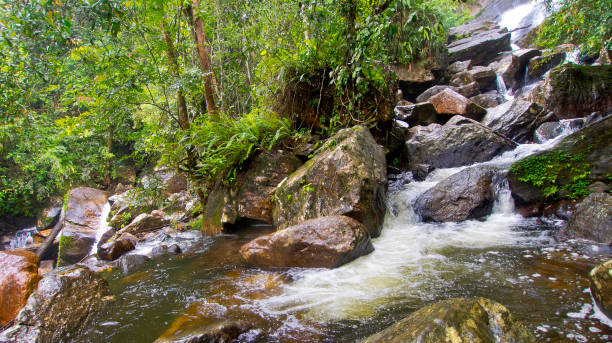 wasserfall, sinharaja nationalpark regenwald, sri lanka - naturpark stock-fotos und bilder