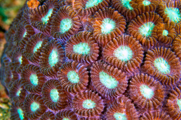 istock Boulder Coral, Lembeh, Indonesia 1392486116