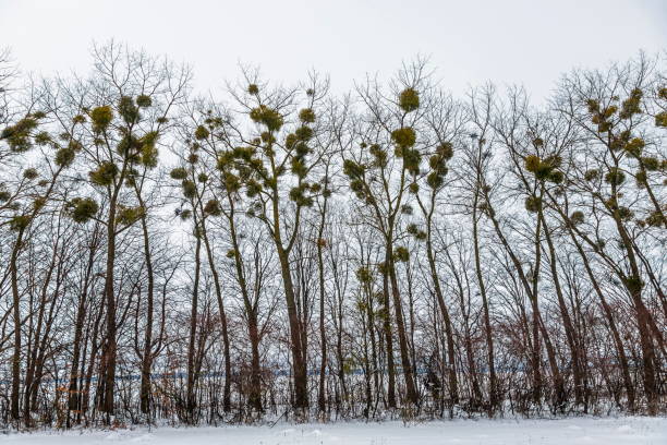 green mistletoes on a tree. viscum album is a hemiparasite native to europe and parts of asia - european mistletoe imagens e fotografias de stock