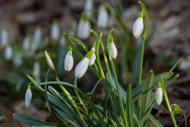 istock Early spring snowdrops, Galanthus nivalis, selective focus and diffused background 1392486766
