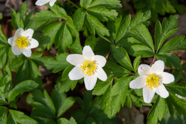 Anemone nemorosa is an early-spring flowering plant in the genus Anemone. Anemone nemorosa is an early-spring flowering plant in the genus Anemone. Macro photo wildwood windflower stock pictures, royalty-free photos & images