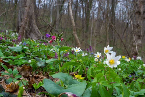 Anemone nemorosa is an early-spring flowering plant in the genus Anemone. Anemone nemorosa is an early-spring flowering plant in the genus Anemone. Macro photo wildwood windflower stock pictures, royalty-free photos & images