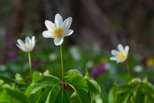 Anemone nemorosa is an early-spring flowering plant in the genus Anemone. Anemone nemorosa is an early-spring flowering plant in the genus Anemone. Macro photo wildwood windflower stock pictures, royalty-free photos & images