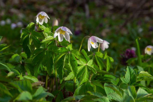 Anemone nemorosa is an early-spring flowering plant in the genus Anemone. Anemone nemorosa is an early-spring flowering plant in the genus Anemone. Macro photo wildwood windflower stock pictures, royalty-free photos & images