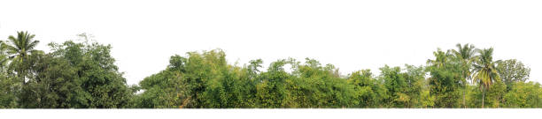istock Green Trees isolated on white background.are Forest and foliage in summer for both printing and web pageswith cut path and alpha channel 1392489348