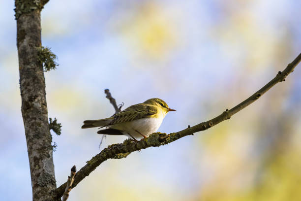 Wood warbler sitting on a tree branch Wood warbler sitting on a tree branch wood warbler phylloscopus sibilatrix stock pictures, royalty-free photos & images