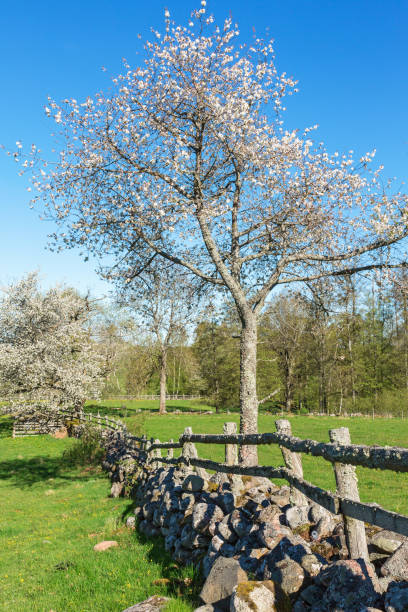 istock Flowering cherry tree by a stone wall in rural landscape 1392491879