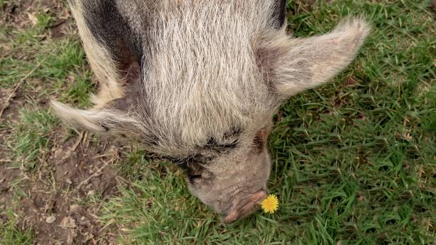 istock Spotted Pig & Yellow Wildflowers. 1392491965