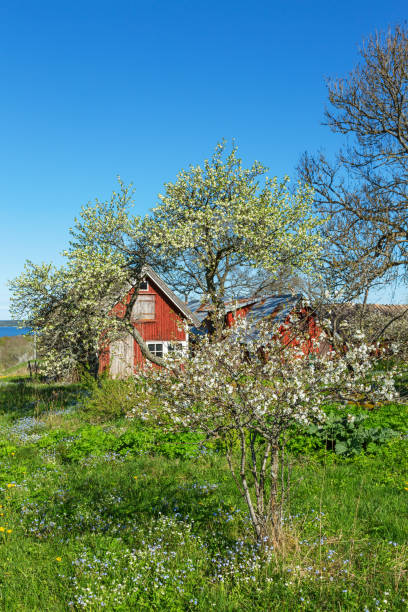 istock Flowering fruit trees in a garden in spring 1392491967