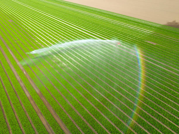 istock Tulips growing in a field sprayed by an agricultural sprinkler during springtime 1392491969