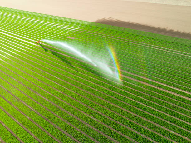 istock Tulips growing in a field sprayed by an agricultural sprinkler during springtime 1392491999