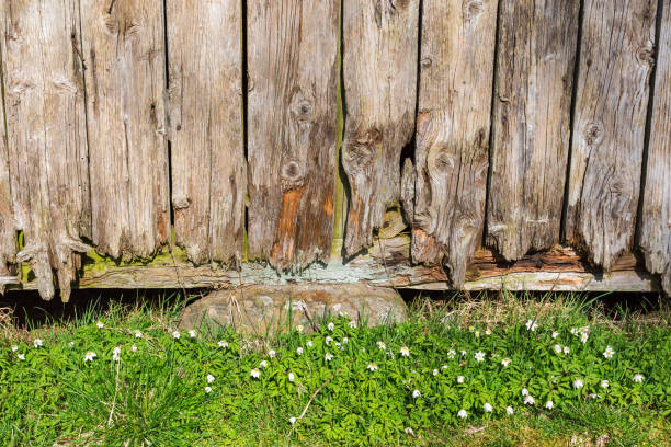istock Old weathered shed with flowering wood anemones 1392492016