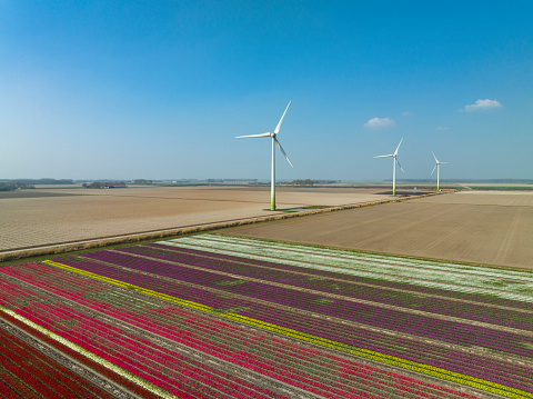 Tulips growing in agricultural fields with rows of wind turbines in the background in Flevoland, The Netherlands, during springtime seen from above. The Noordoostpolder is a polder in the former Zuiderzee designed initially to create more land for farming.