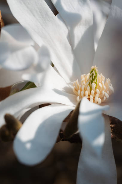 マグノリア・ステラータ・スター・ホワイト・フラワー・クローズアップ - sunlight flower magnolia flower head ストックフォトと画像