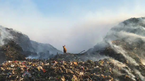 Burning pile of garbage at dump ground or landfill releasing toxic smoke in environment and polluting air. Stray dogs finding food to eat in garbage dumping yard
