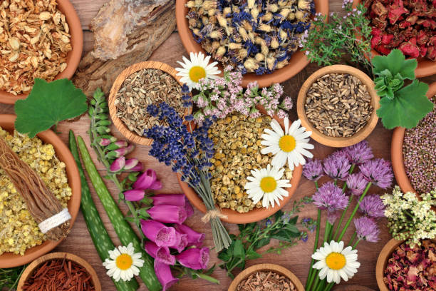 istock Natural Herbs for Herbal Plant Medicine 1392497106