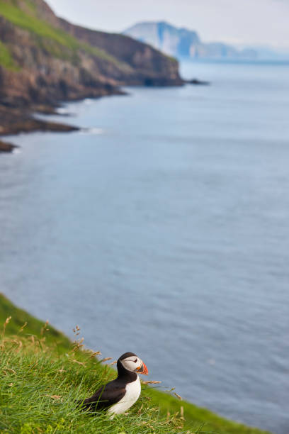 istock Puffins on Mykines cliffs and atlantic ocean. Faroe islands birdwatching 1392498717