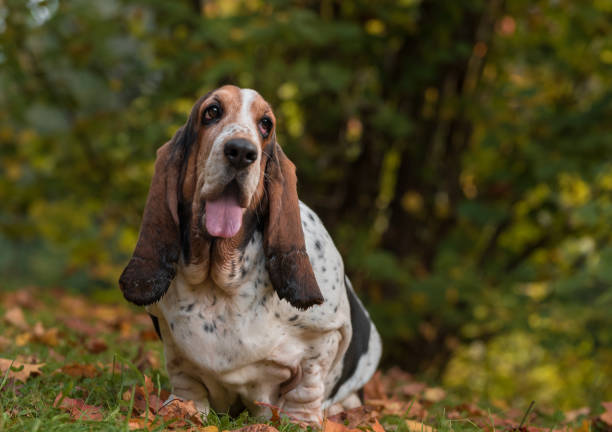 Basset Hound Dog on the autumn grass. Portrait. Basset Hound Dog on the autumn grass. Portrait. basset hound stock pictures, royalty-free photos & images