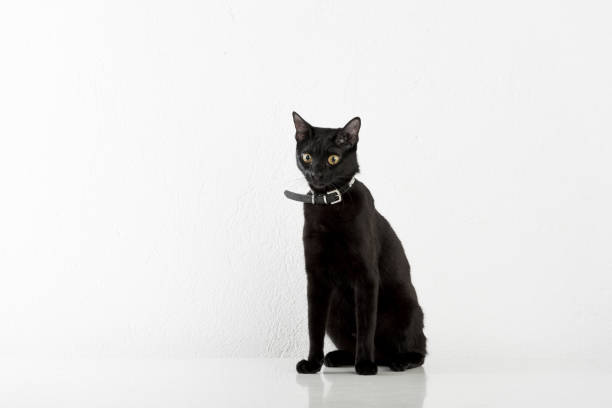 istock Black Bombay Cat Sitting on the White Background 1392498961
