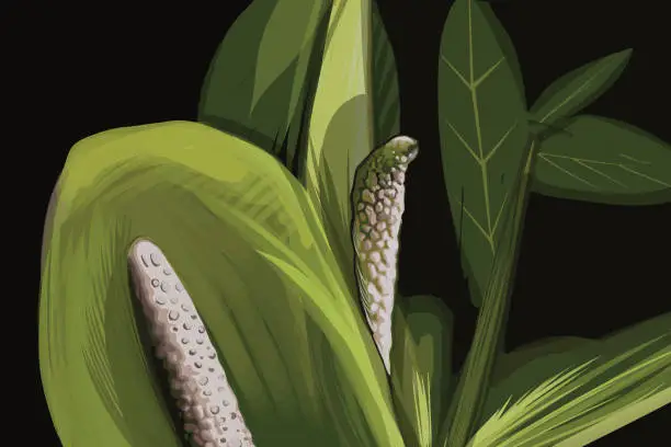 Vector illustration of Macro illustration of a Lily stem