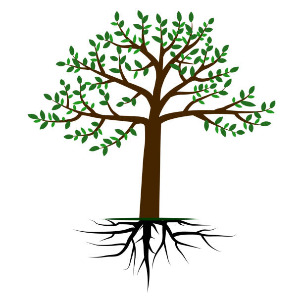 ilustrações de stock, clip art, desenhos animados e ícones de beautiful realistic tree with root. nature background. vector illustration. stock image. - origins oak tree growth plant