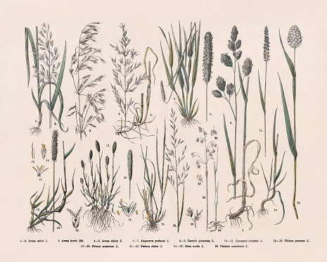 1-2) Oat (Avena sativa); 3) Short oat (Avena brevis); 4-5) Tall oatgrass (Arrhenatherum elatius, or Avena elatior); 6-7) Meadow foxtail (Alopecurus pratensis); 8-9) cock's-foot (Dactylis glomerata); 10-11) Crested dog's-tail (Cynosurus cristatus); 12-16) Timothy (Phleum pratense); 17-20) Sand timothy (Phleum arenarium); 21-23) Tall fescue (Festuca arundinacea, or Festuca elatior); 24-27) Didder (Briza media); 28) Canary grass (Phalaris canariensis). Hand-colored wood engraving, published in 1887.