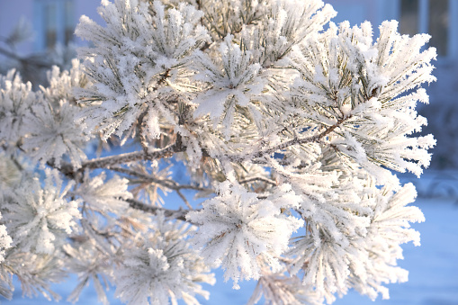 A calm, frozen winter scene. Amazing nature background. Frozen pine branch  close up