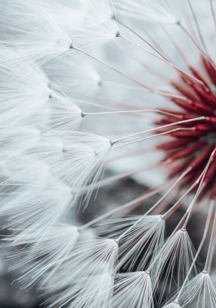 istock beautiful dandelion flower seed in spring season 1392503053
