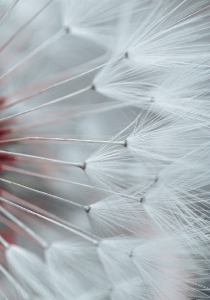 istock beautiful dandelion flower seed in spring season 1392503057