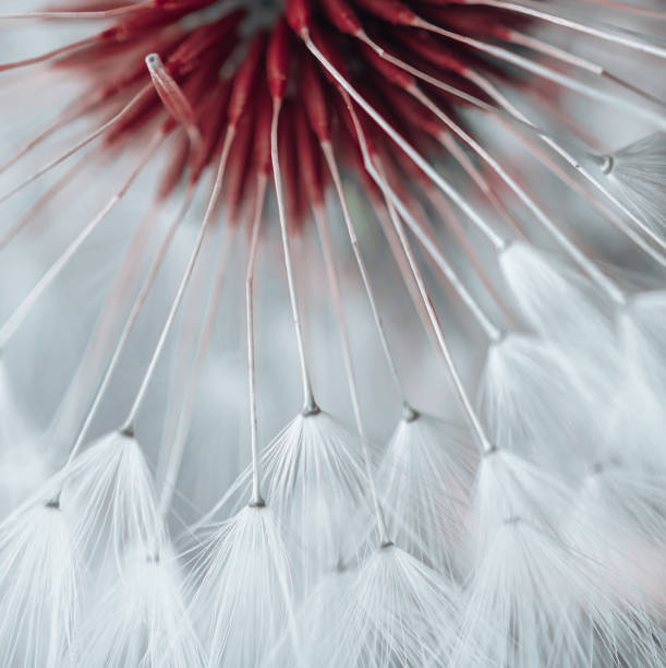 istock beautiful dandelion flower seed in spring season 1392503078