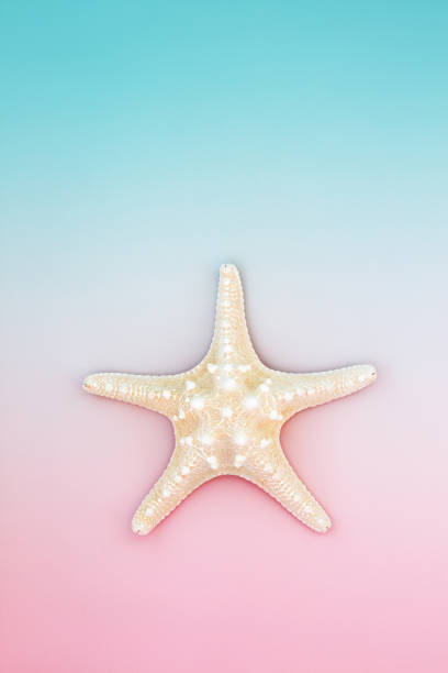 istock Starfish Seashell Natural Symbol on Pastel Blue Pink Background 1392503462