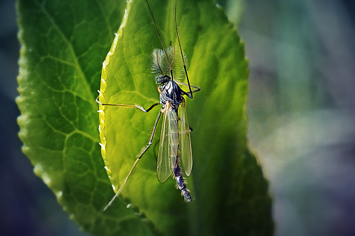 Chironomus Nonbiting Midge Insect. Digitally Enhanced Photograph.