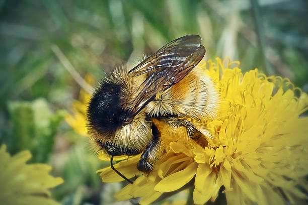 Bombus pratorum Early Bumblebee Insect. Digitally Enhanced Photograph.