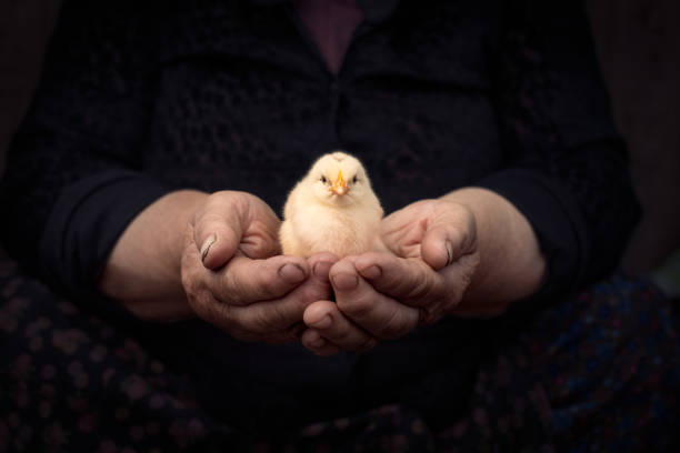 kruchość - baby chicken young bird chicken human hand zdjęcia i obrazy z banku zdjęć