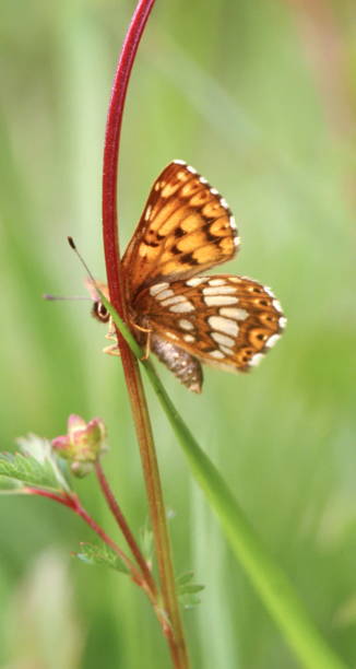 Duke of Burgundy (Hamearis lucina) Hamearis lucina, the Duke of Burgundy, the only member of the genus Hamearis, is a European butterfly in the family Riodinidae. For many years, it was known as the "Duke of Burgundy fritillary", because the adult's chequered pattern is strongly reminiscent of "true" fritillaries of the family Nymphalidae.
Description:
The male has a wingspan of 29–31 millimetres, and the female 31–34 mm . The upperside of the wings are marked in a chequered pattern strongly reminiscent of a fritillary butterfly (family Nymphalidae); however, the Duke of Burgundy may be separated by its wing shape. Hamearis lucina also has a distinctive underwing pattern.
Habitat:
Colonies prefer areas where the food plants (Primulas species) grow among tussocky vegetation, such as open spaces in Woods. The species prefers north- or west-facing slopes in downland habitats.
Flying season: Begin of May till the end of June.
Distribution: 
The species' range is restricted to the Western Palaearctic, from Spain, the UK and Sweden to the Balkans. It is the sole representative of its (sub)family in Europe (source Wikipedia).

This Picture is made during a short Vacation in the South of Belgium in the end of May 1999. The Picture are retrieved from Slides. butterfly hamearis lucina stock pictures, royalty-free photos & images