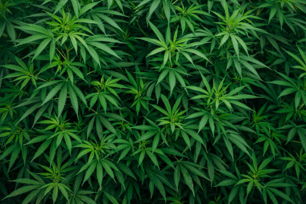 istock marijuana leaves wallpaper 1392505897