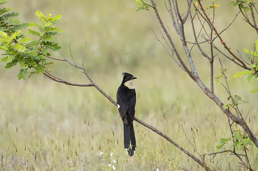 Jacobin cuckoo on tree bark. Clamator jacobinus, pied cuckoo or pied crested cuckoo found in Africa and Asia