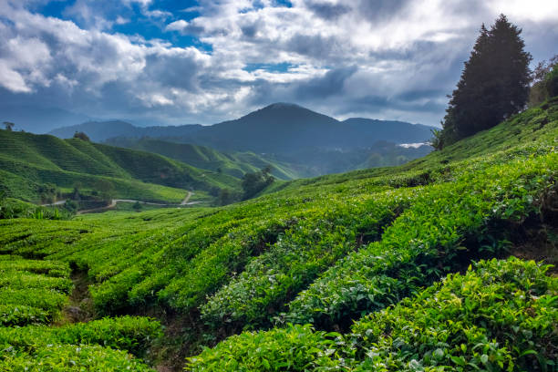 istock Cameron Highlands Tea Plantation 1392506820